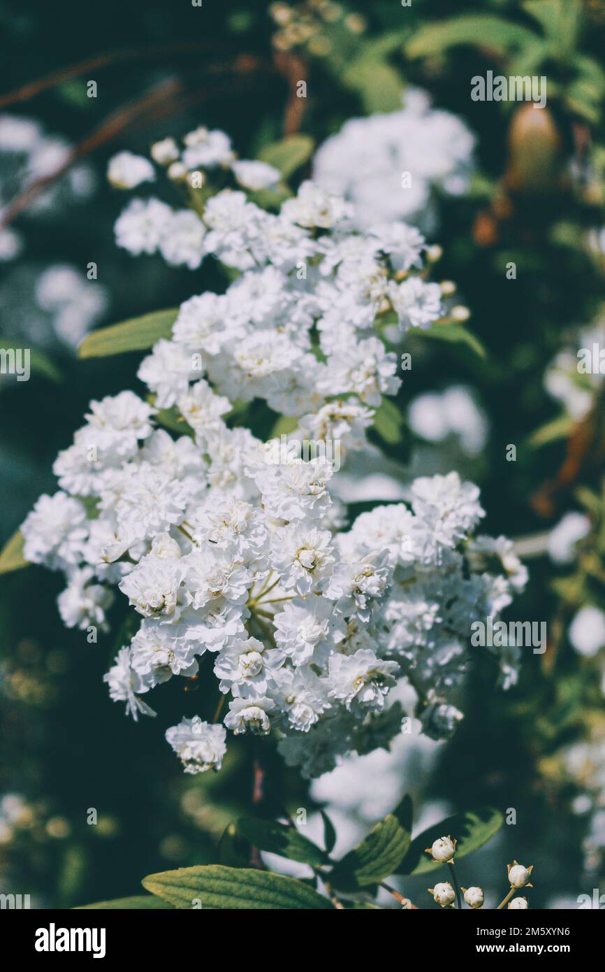 絵画 Reeves spirea Reeves spirea hi-res stock photography
